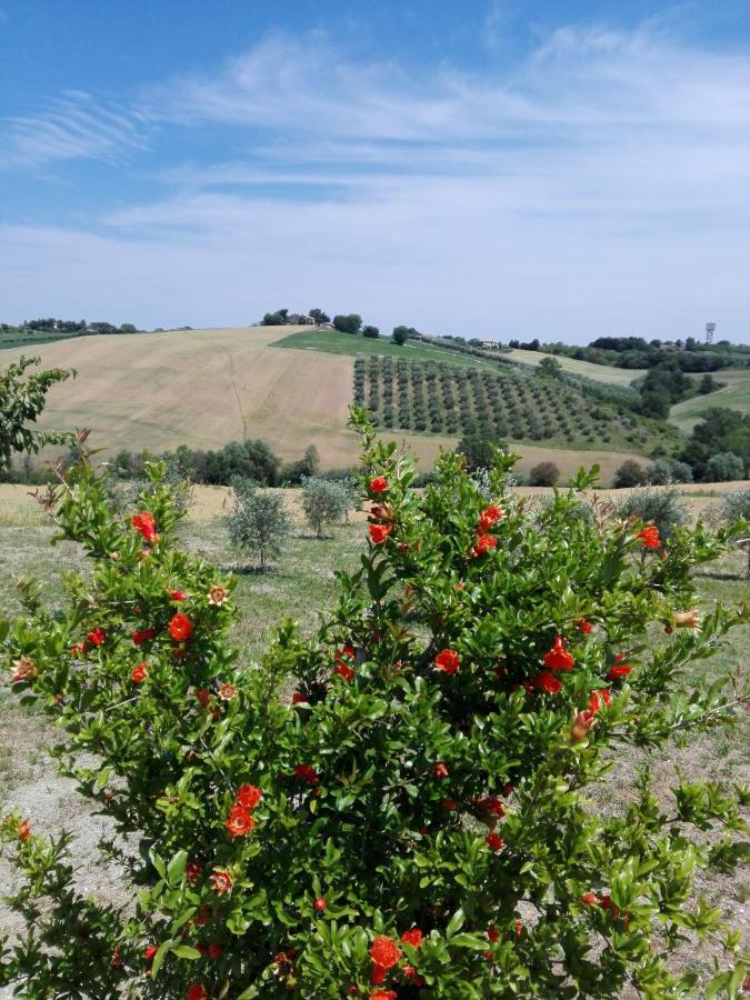 Il Giardino Nella Valle Belvedere Ostrense Kültér fotó