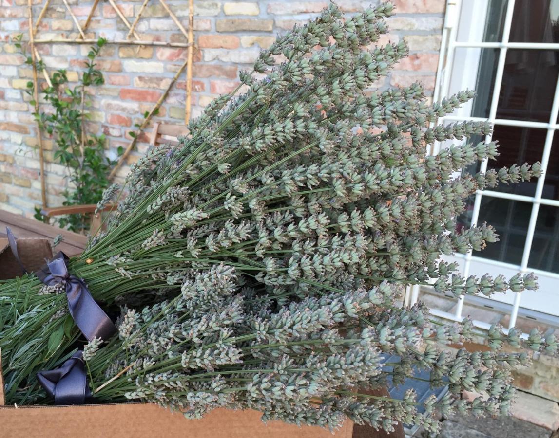 Il Giardino Nella Valle Belvedere Ostrense Kültér fotó