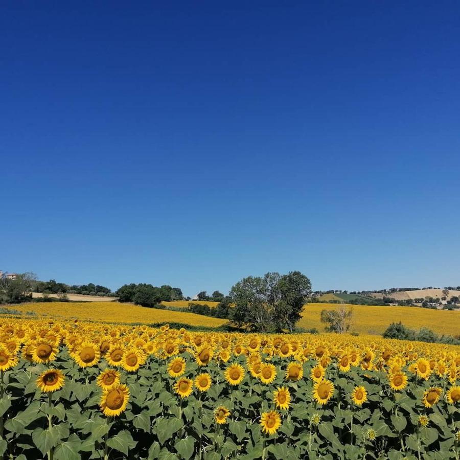 Il Giardino Nella Valle Belvedere Ostrense Kültér fotó