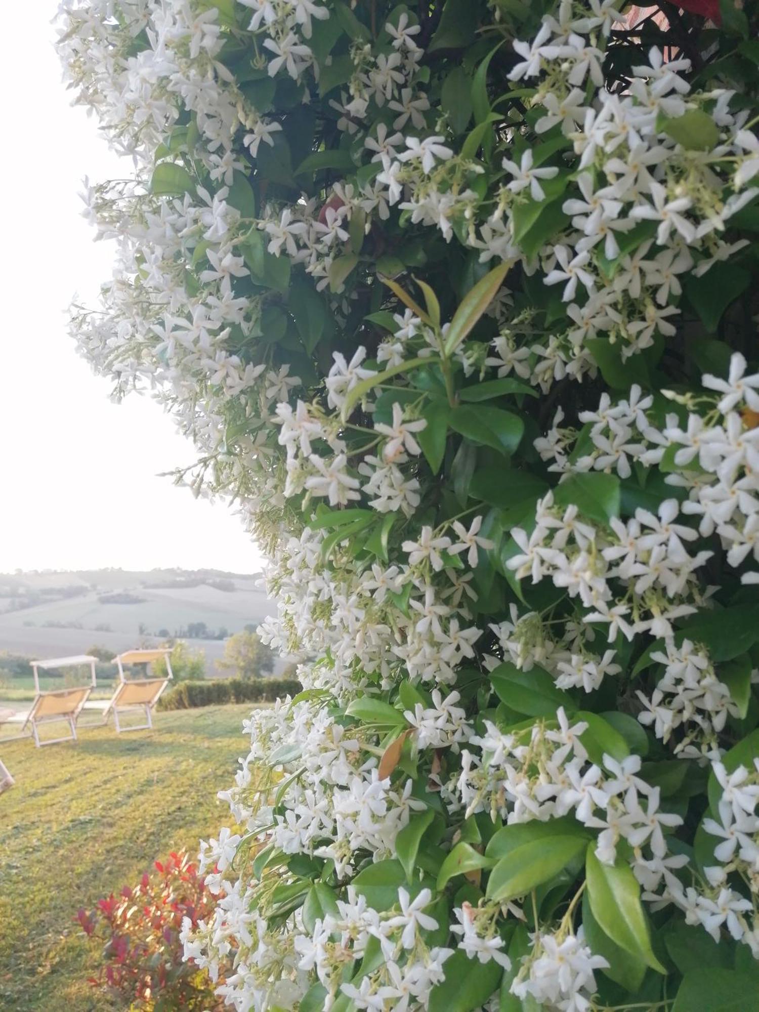 Il Giardino Nella Valle Belvedere Ostrense Kültér fotó