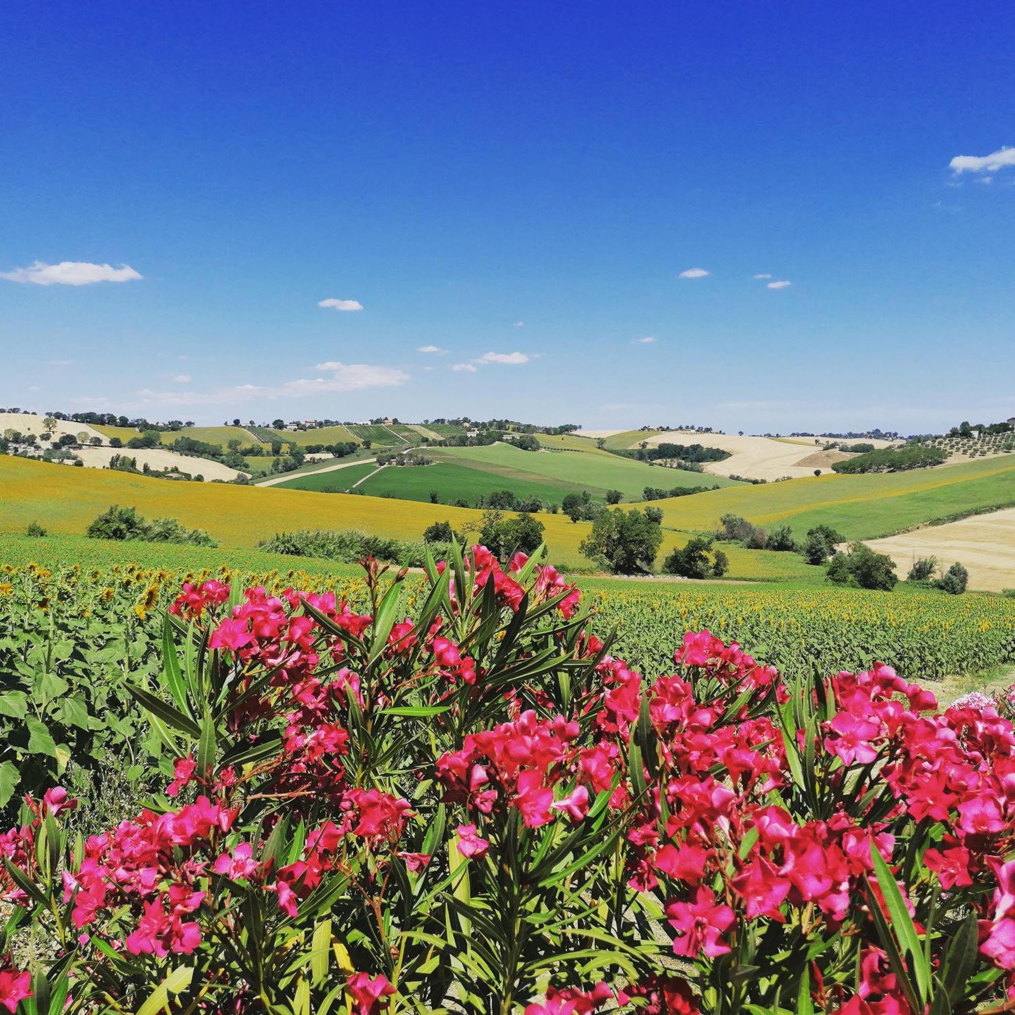 Il Giardino Nella Valle Belvedere Ostrense Kültér fotó